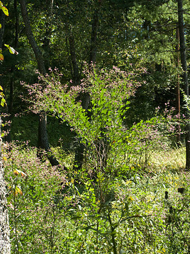 tall plant